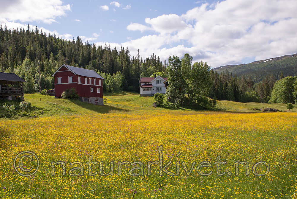 SIG_1455 / Ranunculus acris acris / Engsoleie