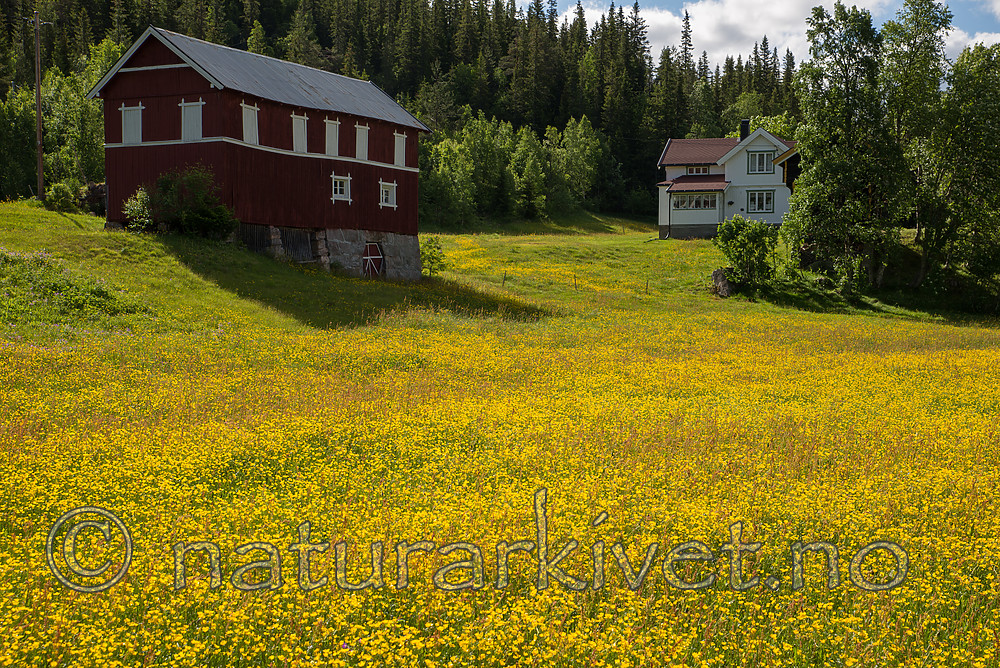 SIG_1458 / Ranunculus acris acris / Engsoleie