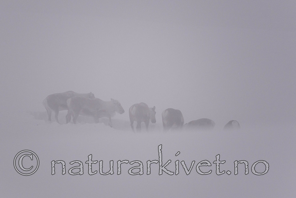 SIG_1540 / Rangifer tarandus tarandus / Fjellrein