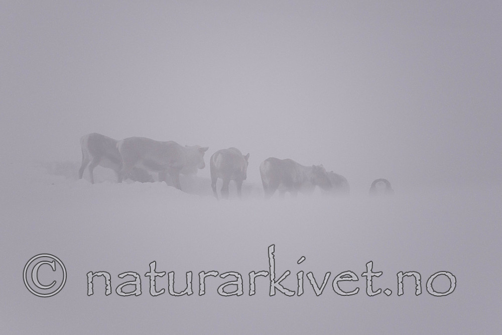 SIG_1544 / Rangifer tarandus tarandus / Fjellrein