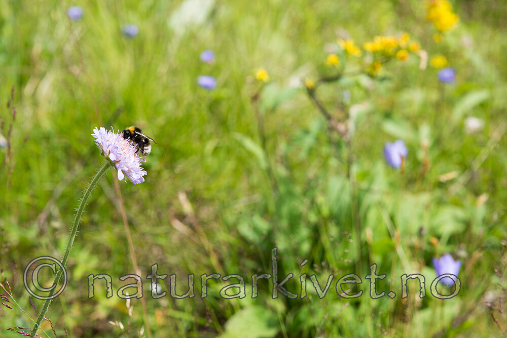 SIG_1549 / Knautia arvensis / Rødknapp