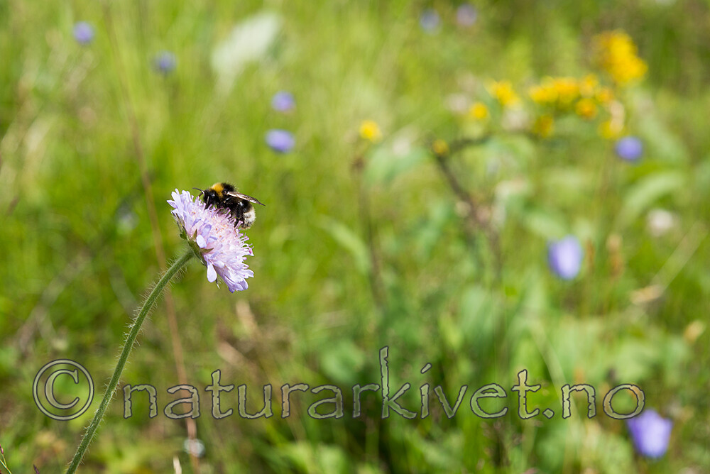 SIG_1550 / Knautia arvensis / Rødknapp
