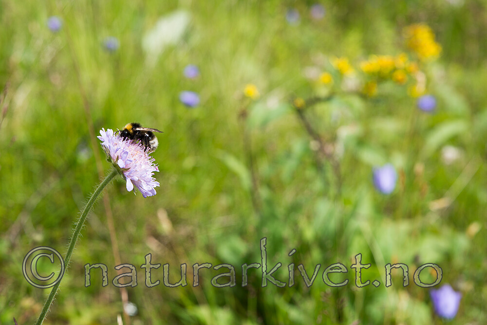 SIG_1551 / Knautia arvensis / Rødknapp
