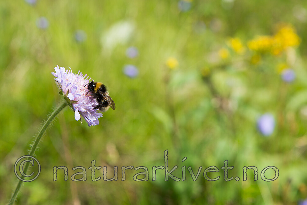SIG_1559 / Knautia arvensis / Rødknapp