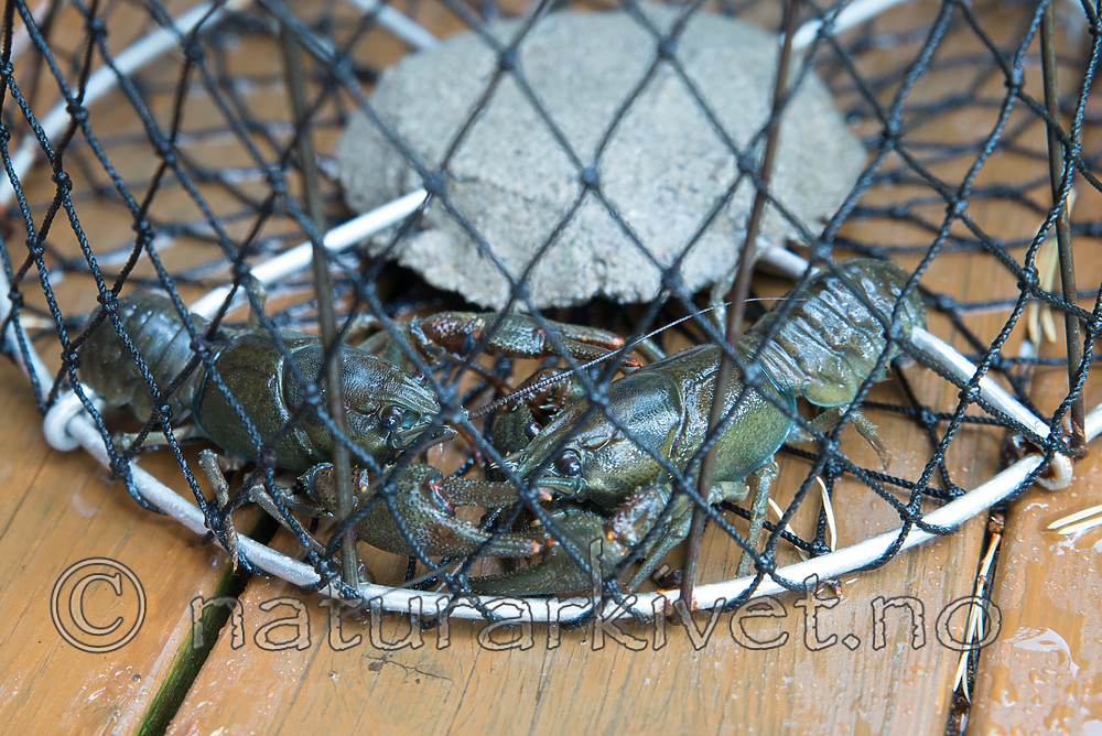 SIG_1817 / Astacus astacus / Edelkreps