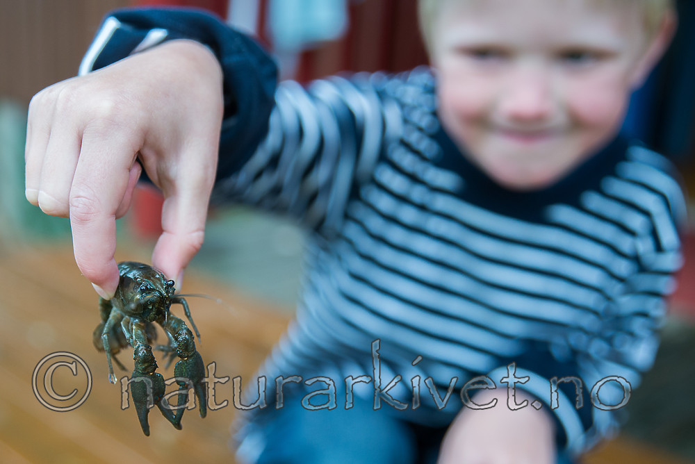 SIG_1838 / Astacus astacus / Edelkreps