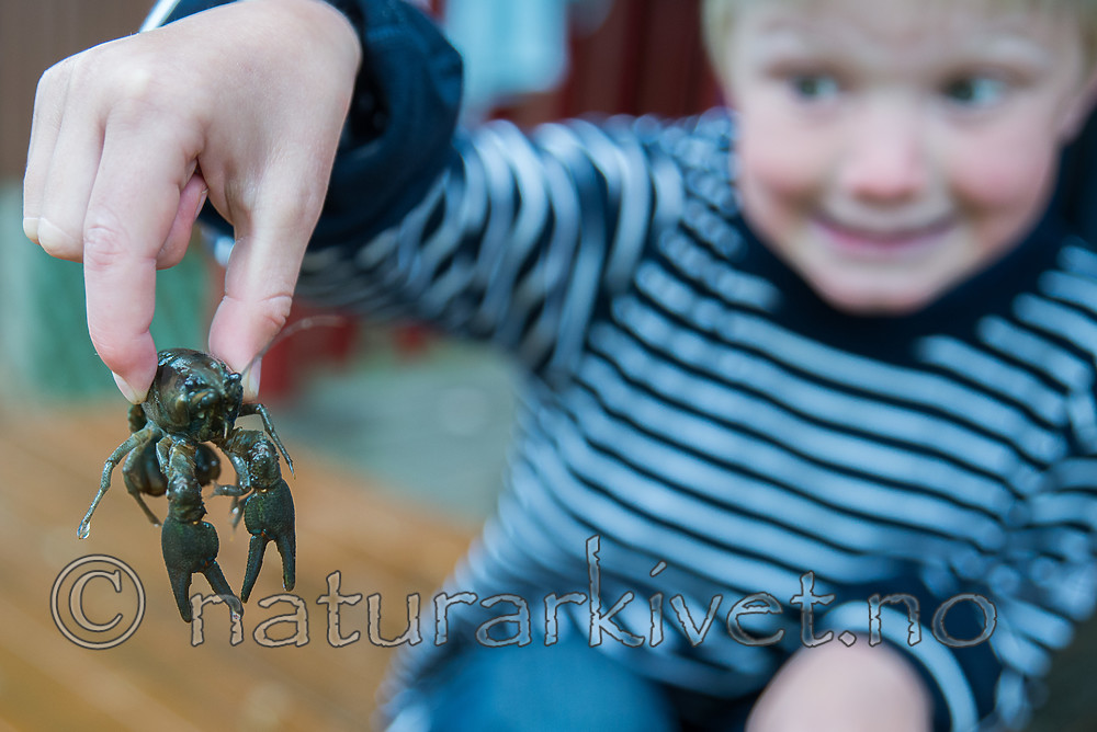 SIG_1846 / Astacus astacus / Edelkreps