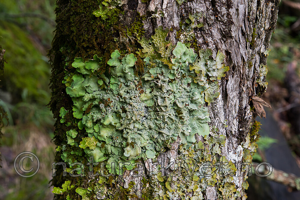 SIG_1862 / Lobaria virens / Kystnever