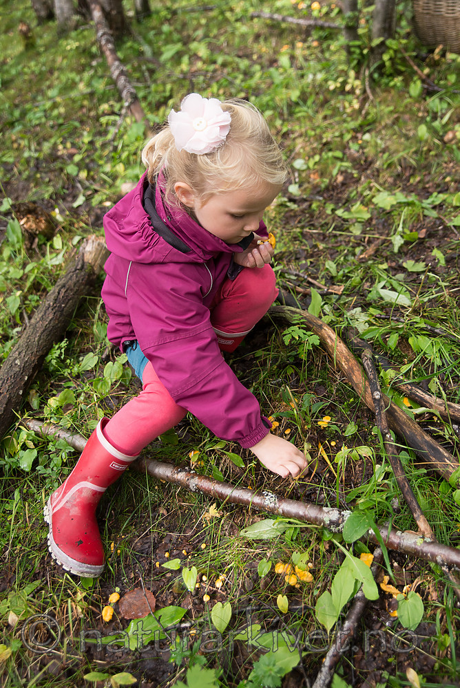 SIG_1902 / Cantharellus cibarius / Kantarell