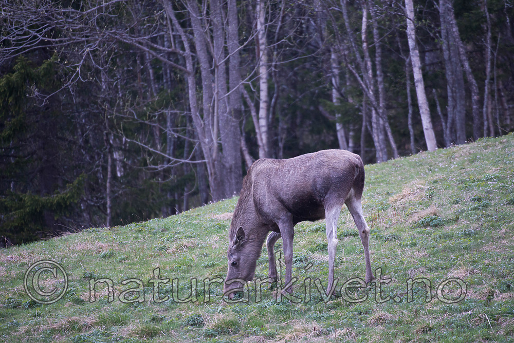 SIG_1924 / Alces alces / Elg