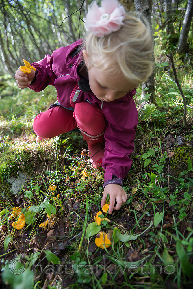 SIG_1937 / Cantharellus cibarius / Kantarell