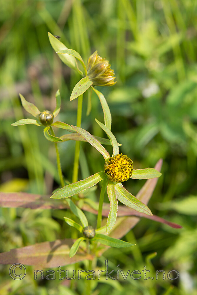 SIG_1960 / Bidens cernua / Nikkebrønsle
