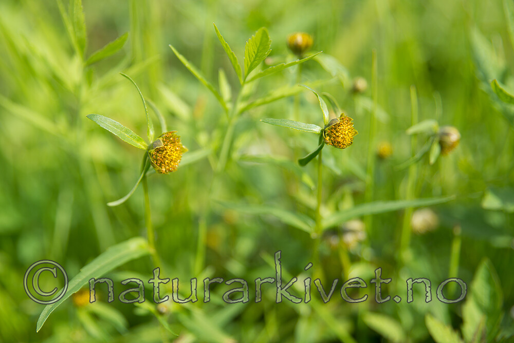SIG_1970 / Bidens cernua / Nikkebrønsle