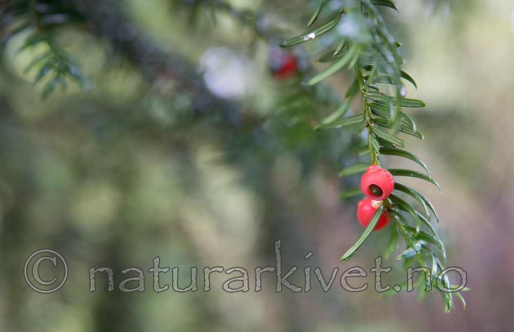 SIG_1994 / Taxus baccata / Barlind