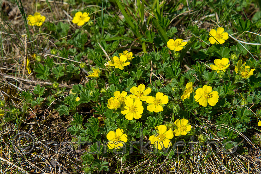 SIG_2078-2 / Potentilla tabernaemontani / Vårmure