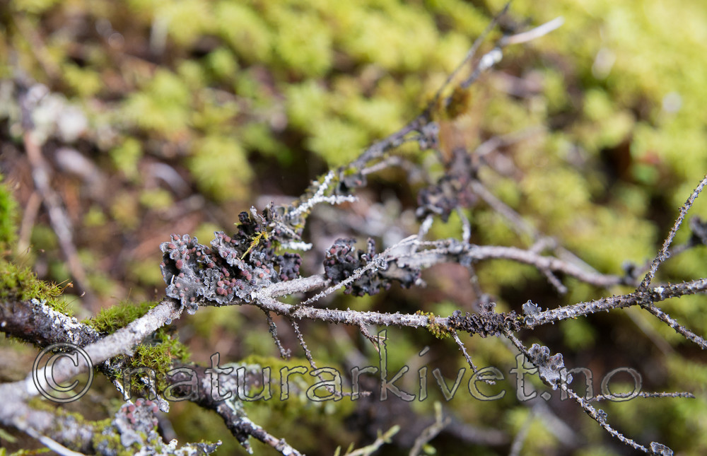 SIG_2134 / Erioderma pedicellatum / Trønderlav