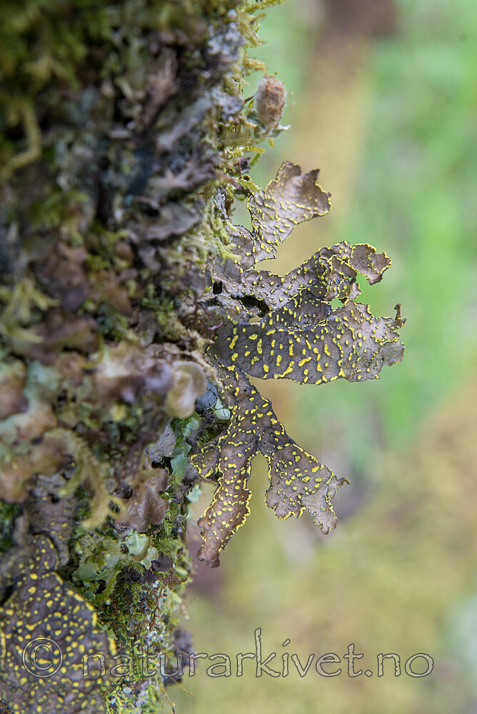 SIG_2468 / Pseudocyphellaria crocata / Gullprikklav