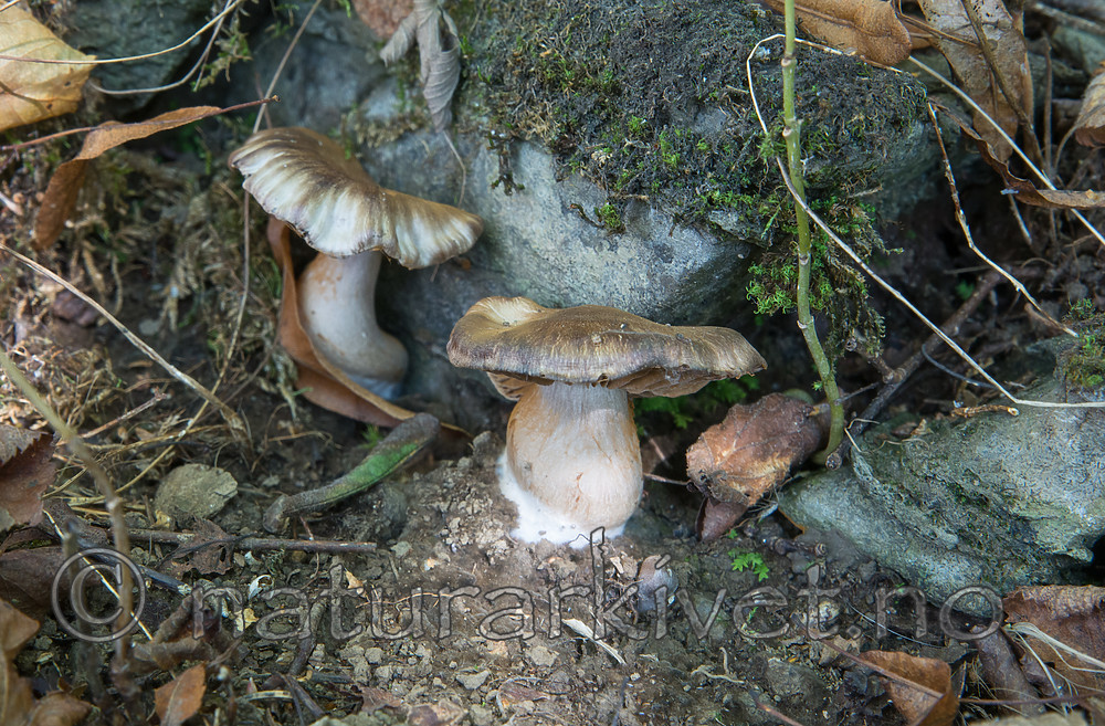 SIG_2513 / Cortinarius urbicus / Sølvslørsopp