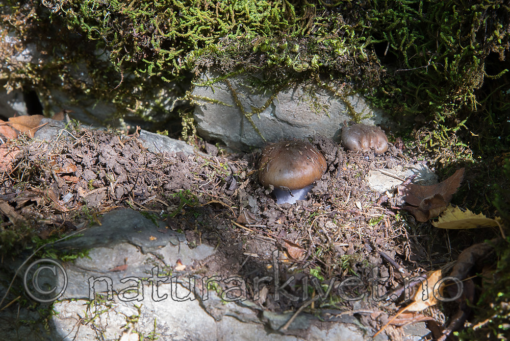 SIG_2518 / Cortinarius camptoros / Birislørsopp