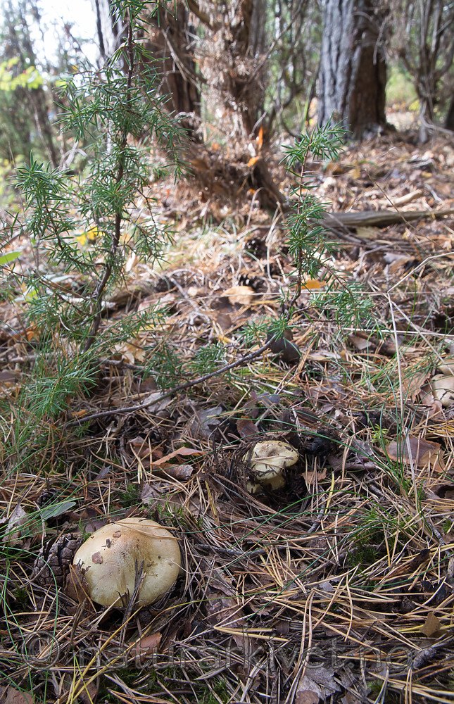 SIG_2533 / Tricholoma joachimii / Sienamusserong