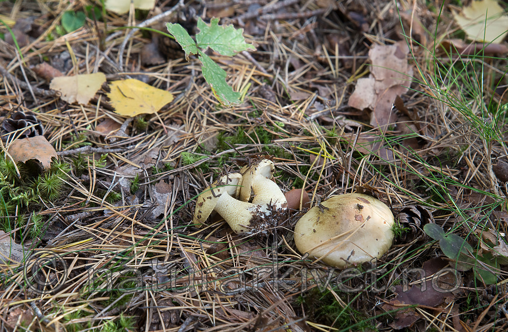 SIG_2543 / Tricholoma joachimii / Sienamusserong
