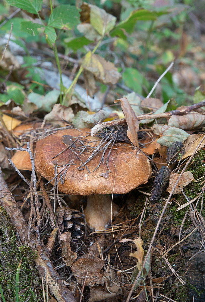 SIG_2559 / Cortinarius saporatus / Skrentslørsopp