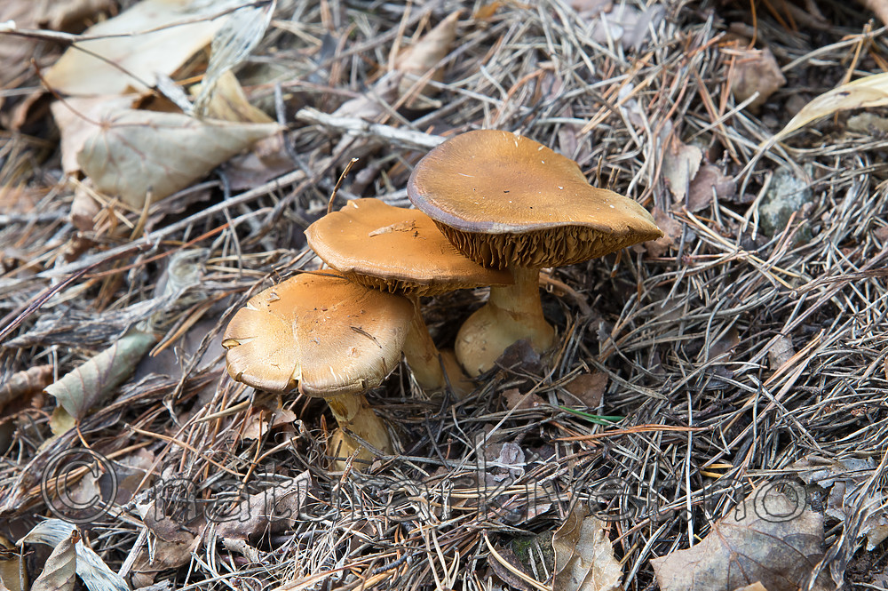 SIG_2563 / Cortinarius cotoneus / Hasselslørsopp