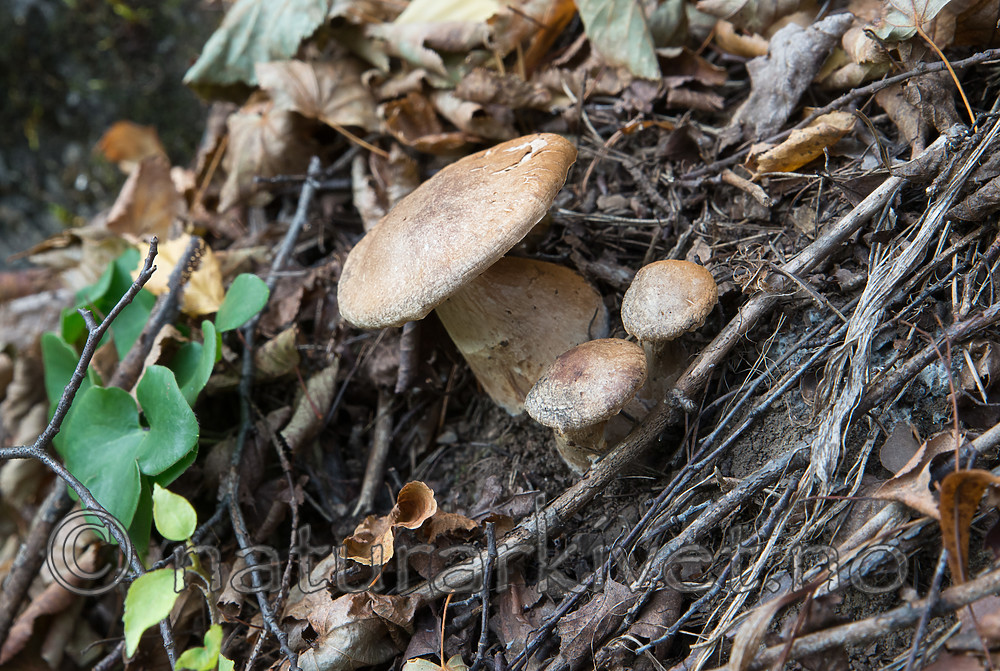 SIG_2566 / Cortinarius aprinus / Villsvinslørsopp