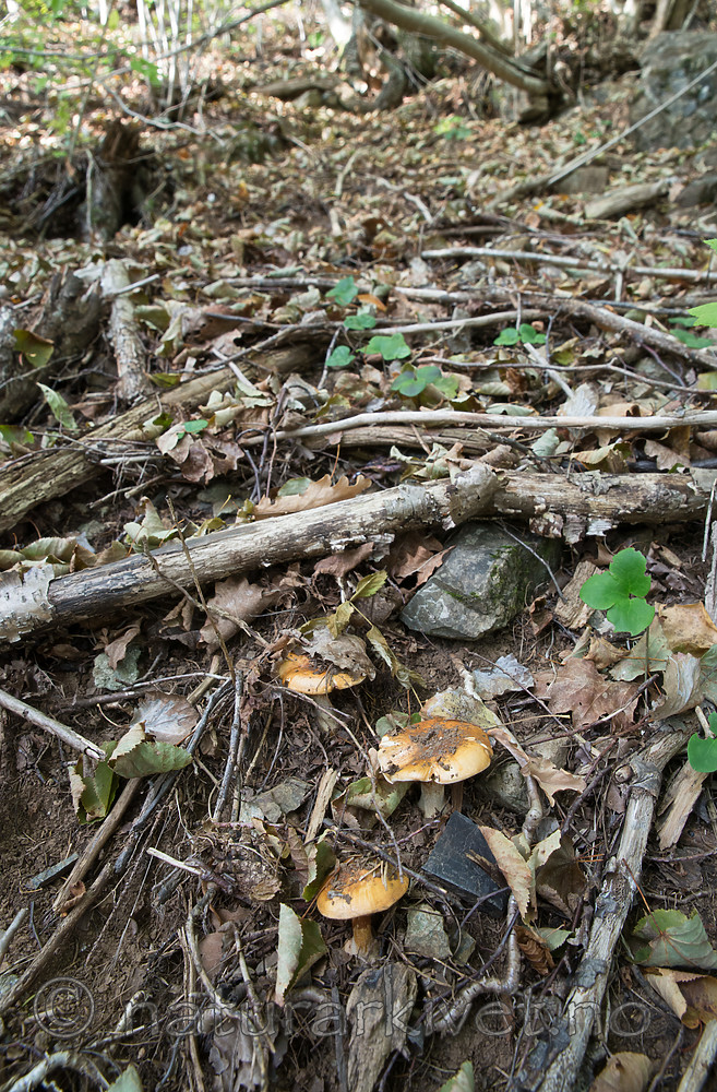 SIG_2575 / Cortinarius caesiocortinatus / Rasmarkslørsopp