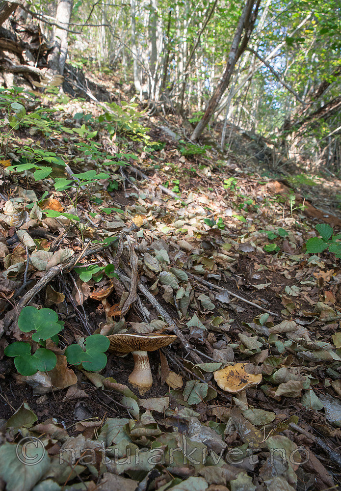 SIG_2594 / Cortinarius caesiocortinatus / Rasmarkslørsopp