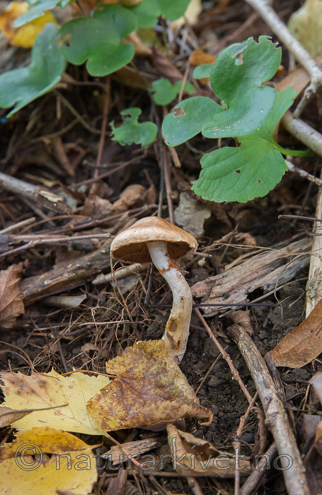 SIG_2599 / Cortinarius subgracilis / Frierslørsopp