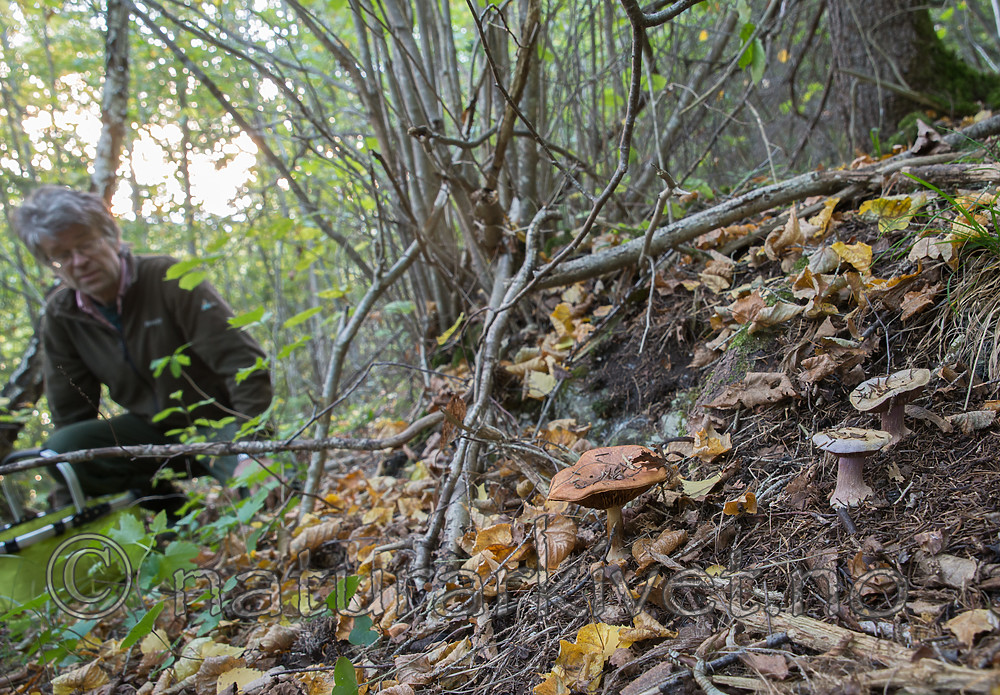 SIG_2635 / Cortinarius saporatus / Skrentslørsopp <br /> Cortinarius suaveolens / Lilla jordbærslørsopp