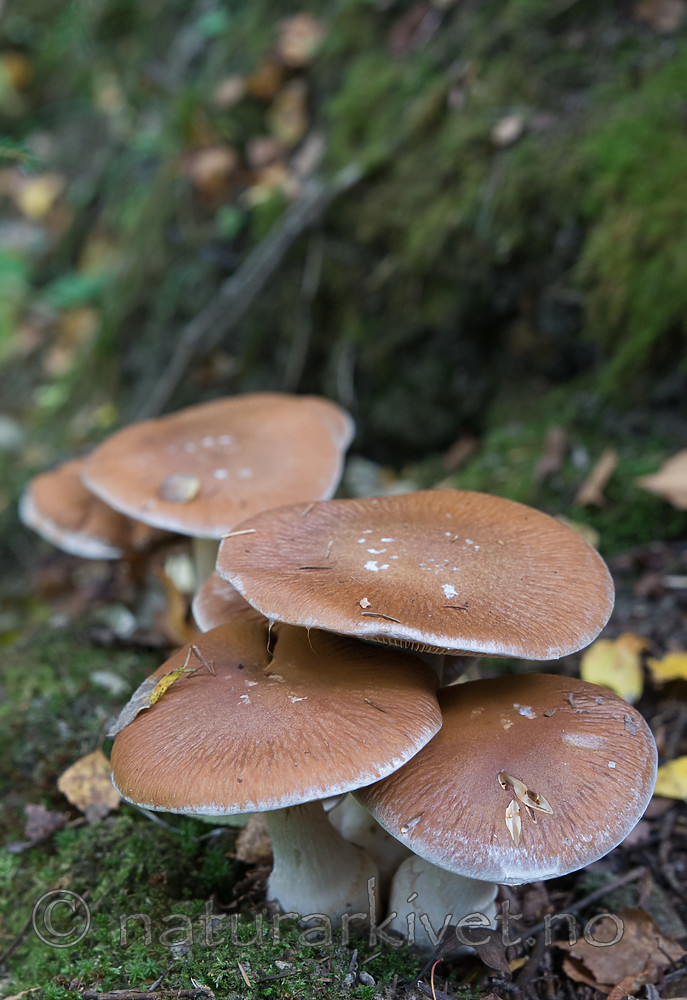 SIG_2646 / Cortinarius praestans / Kjempeslørsopp