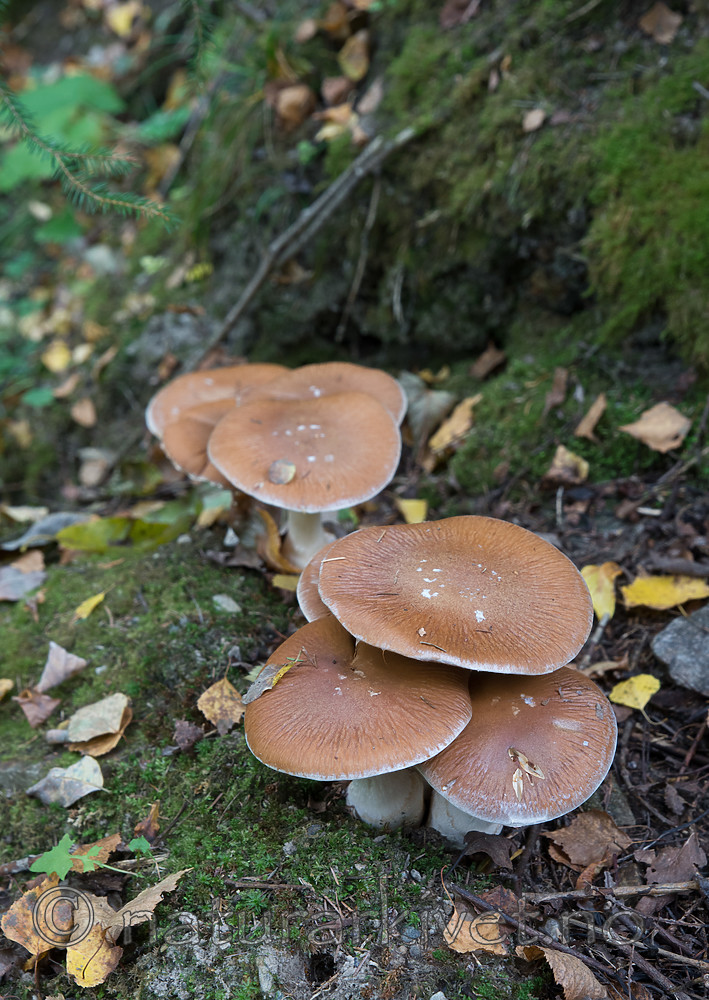 SIG_2652 / Cortinarius praestans / Kjempeslørsopp