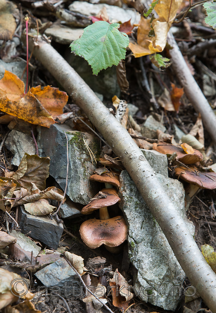 SIG_2672 / Cortinarius nanceiensis / Bananslørsopp
