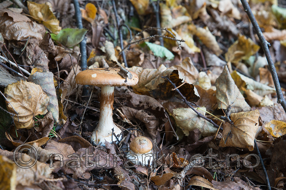 SIG_2676 / Cortinarius saporatus / Skrentslørsopp