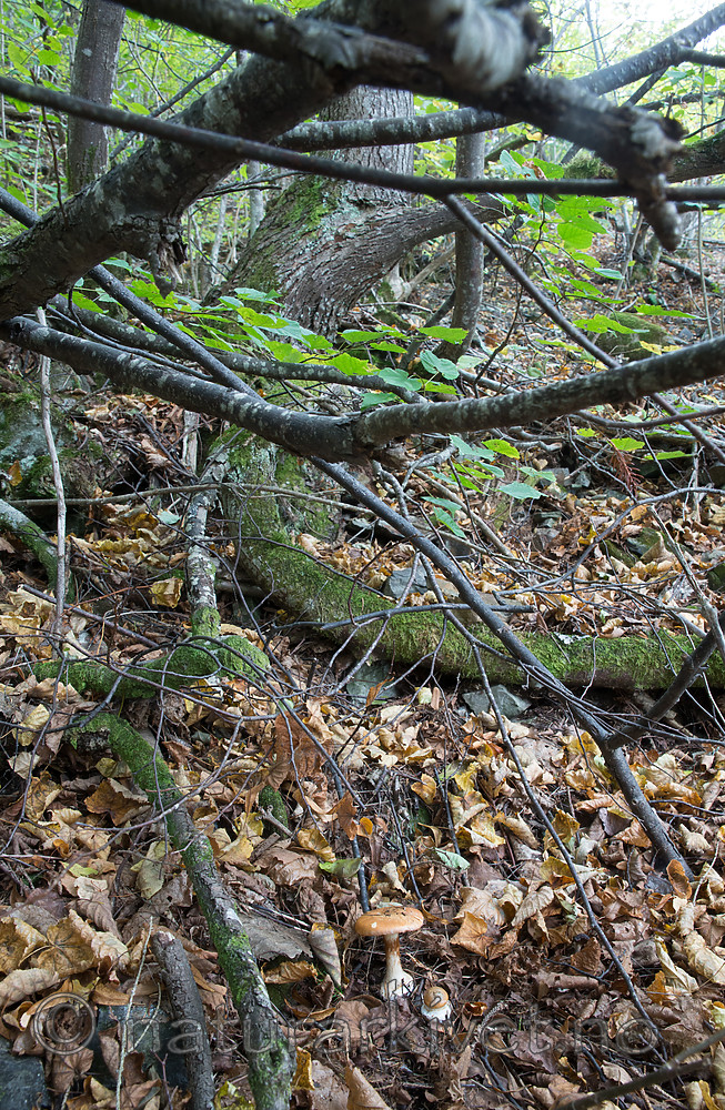 SIG_2695 / Cortinarius saporatus / Skrentslørsopp