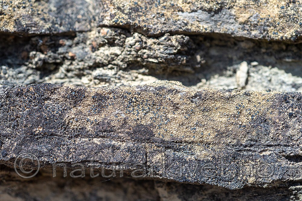 SIG_2702-2 / Toninia philippea