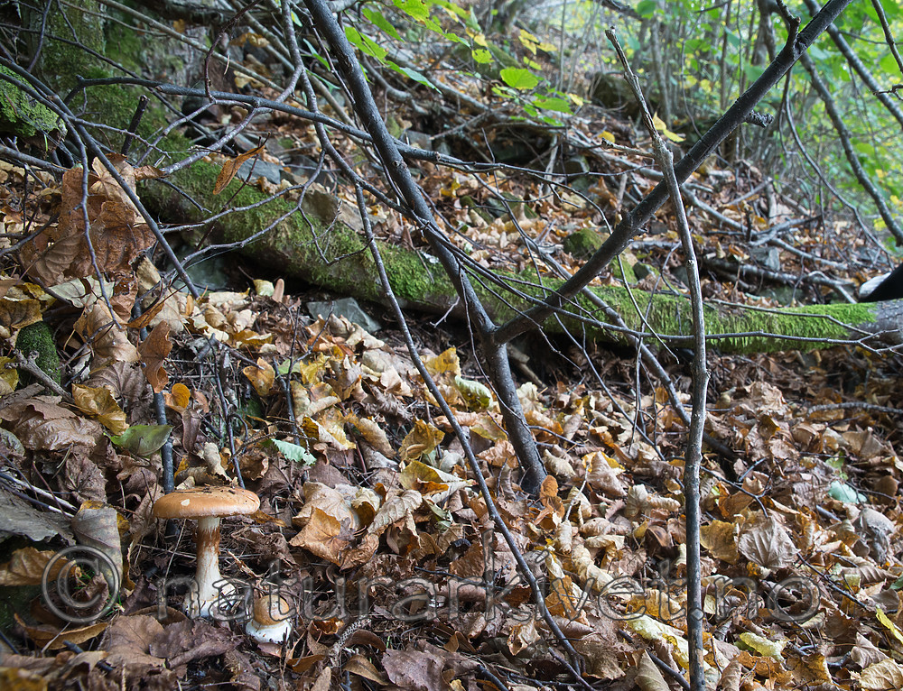 SIG_2702 / Cortinarius saporatus / Skrentslørsopp