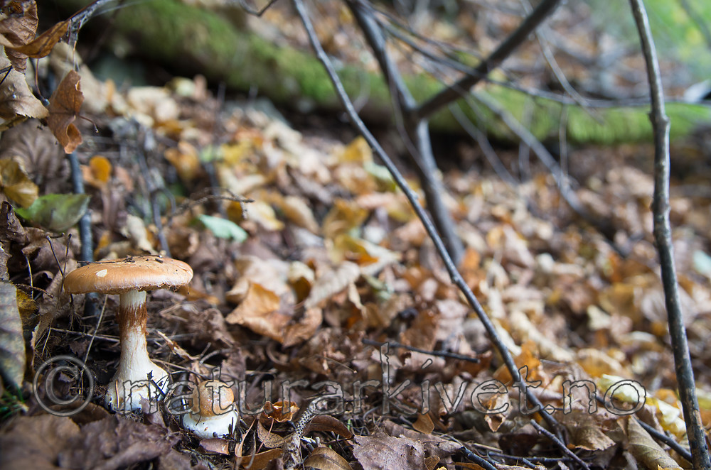 SIG_2706 / Cortinarius saporatus / Skrentslørsopp