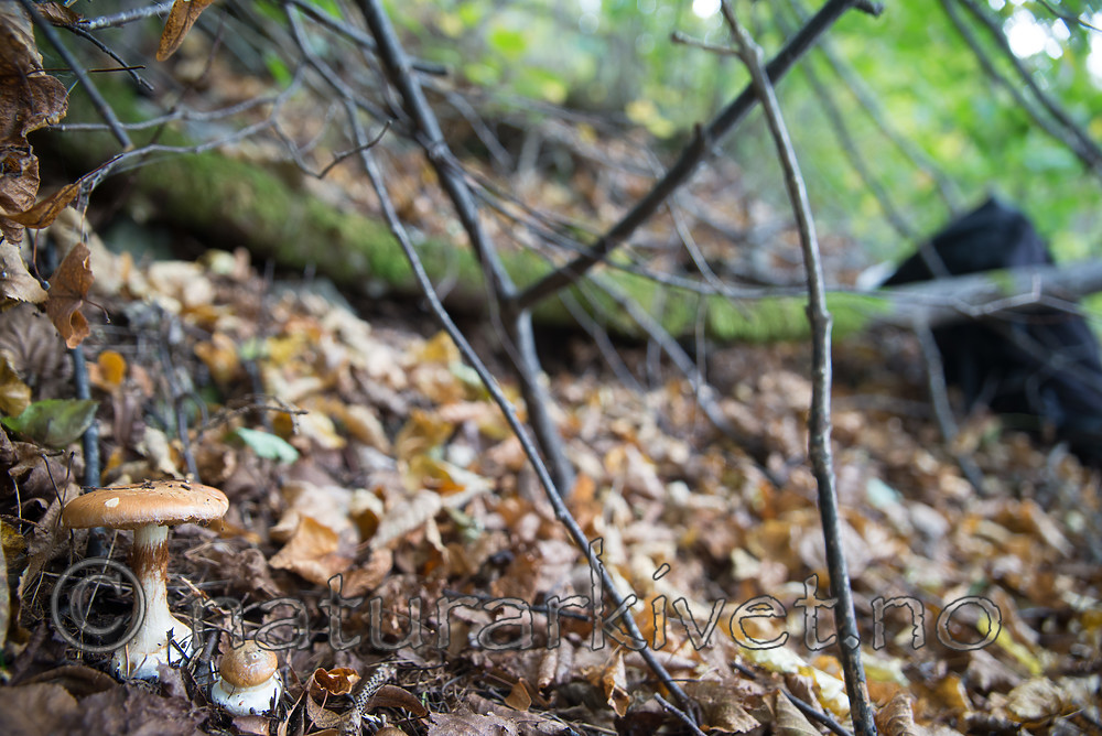 SIG_2708 / Cortinarius saporatus / Skrentslørsopp