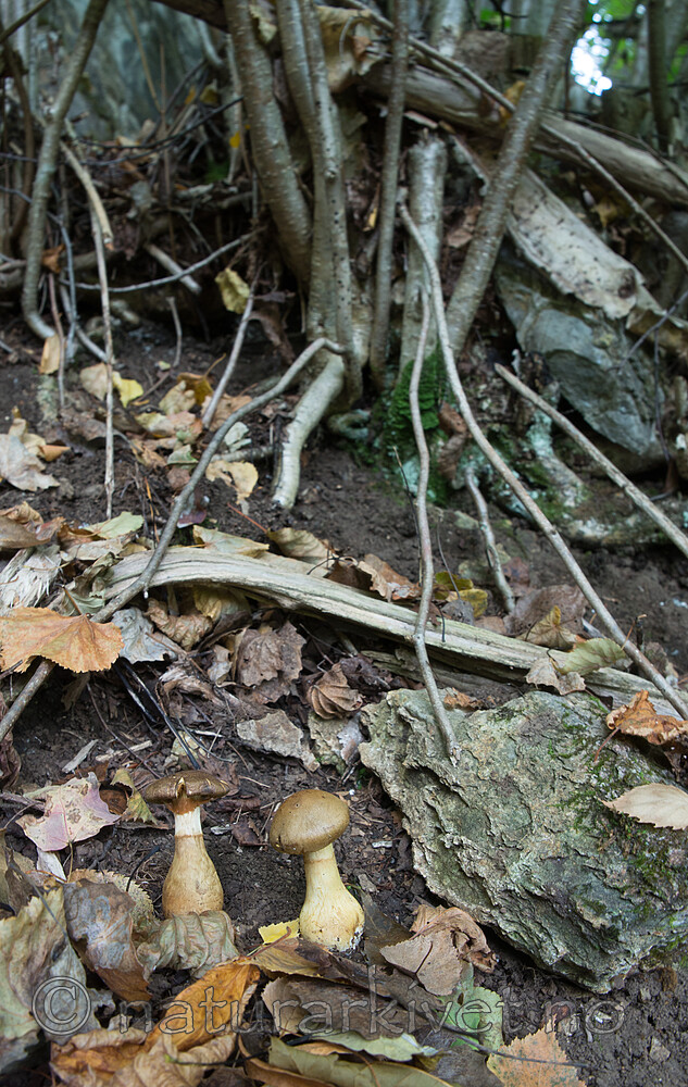 SIG_2737 / Cortinarius cotoneus / Hasselslørsopp