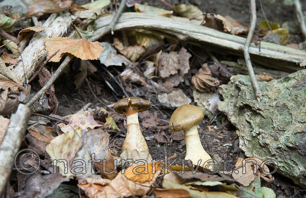 SIG_2741 / Cortinarius cotoneus / Hasselslørsopp