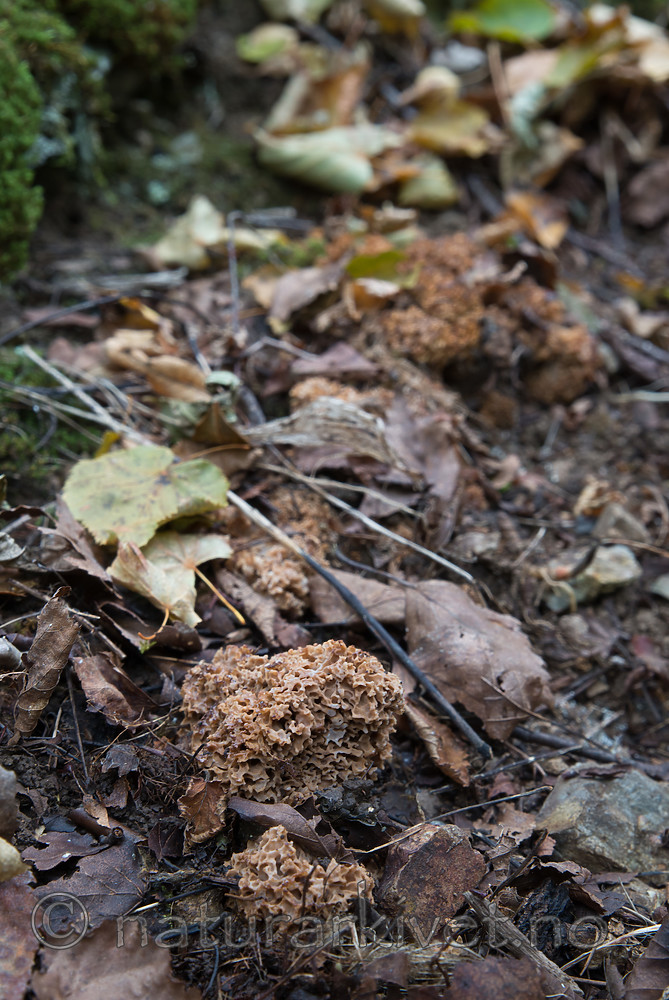 SIG_2742 / Gautieria graveolens <br /> Gautieria morchelliformis / Gropeknoll