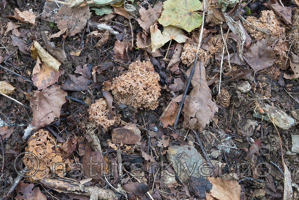 SIG_2752 / Gautieria graveolens <br /> Gautieria morchelliformis / Gropeknoll