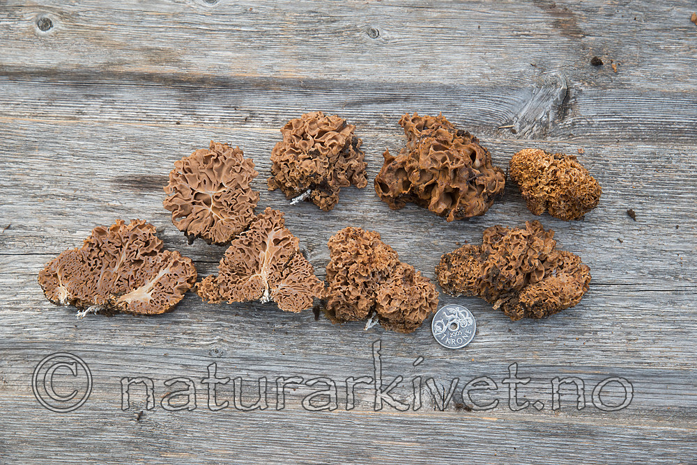 SIG_2768 / Gautieria graveolens <br /> Gautieria morchelliformis / Gropeknoll