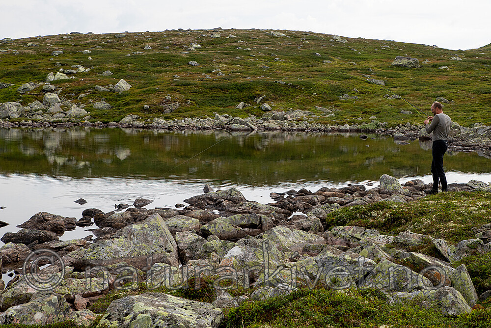 SIG_2771 / Salmo trutta / ørret