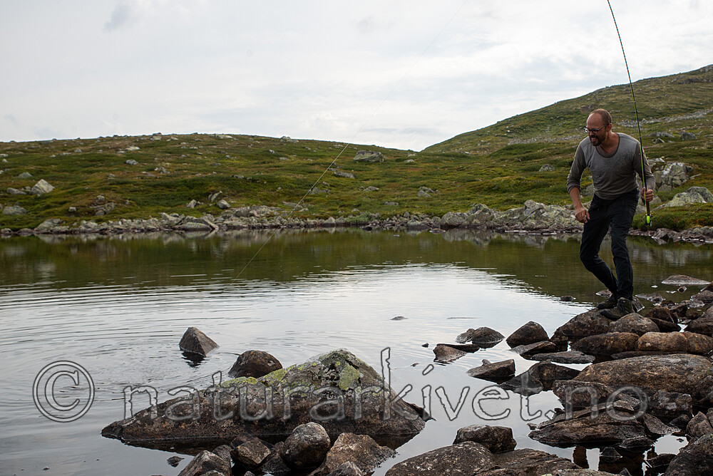 SIG_2787-2 / Salmo trutta / ørret