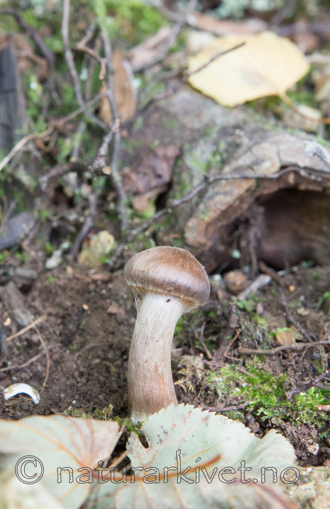 SIG_2787 / Cortinarius serratissimus / Edelslørsopp