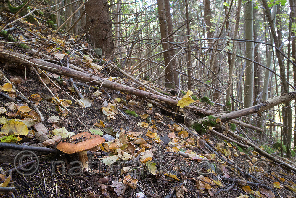 SIG_2816 / Cortinarius saporatus / Skrentslørsopp